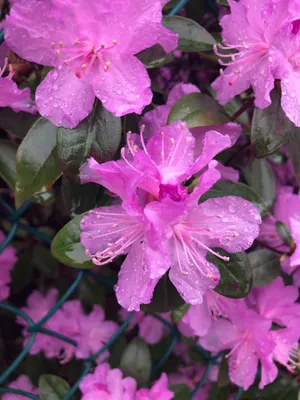 How to Grow and Care for Dahurian rhododendron 'Mid'