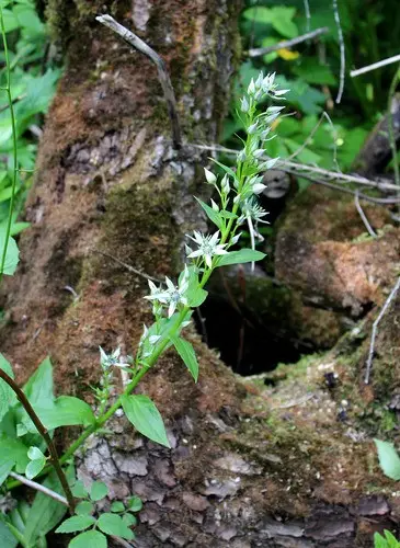 Swertia iberica