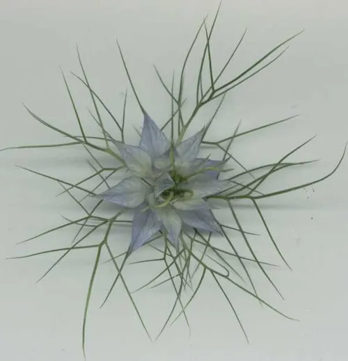 にげらページ ニゲラ (@Nigella_AH0421) / Posts / X