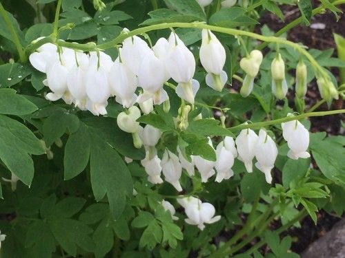box elder utah p&g plant Acer negundo