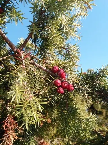 Juniperus oxycedrus subsp. oxycedrus
