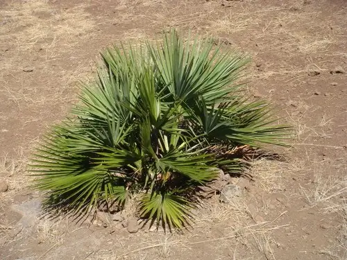 Palma de guadalupe