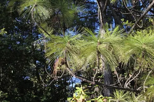Michoacan pine