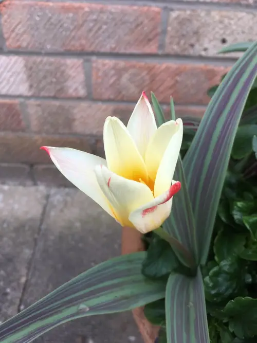 Water-lily tulip 'Johann Strauss'