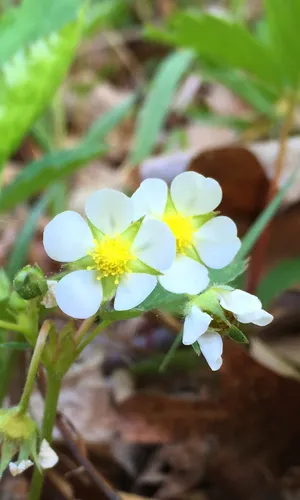 How to Grow and Care for Barren strawberry