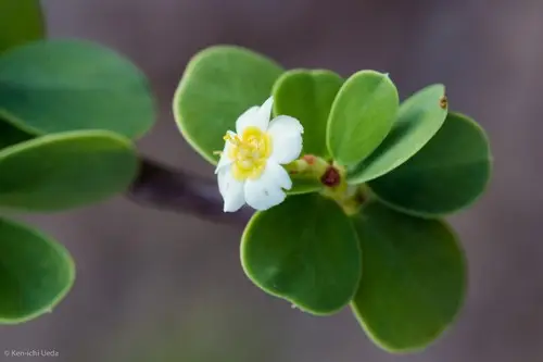 Euphorbia hindsiana