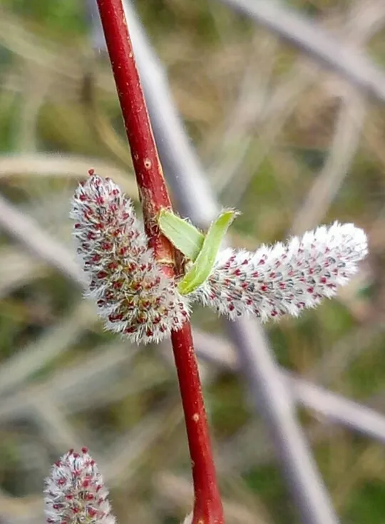How to identify Purple willow (Salix purpurea)