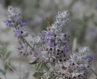 Desert lavender (Condea emoryi) - PictureThis