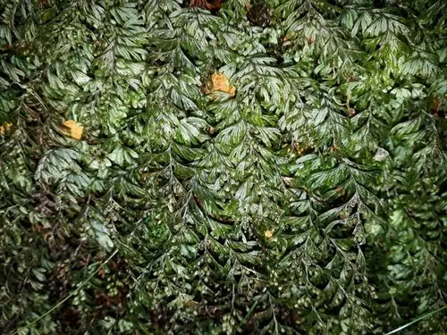 Hymenophyllum peltatum