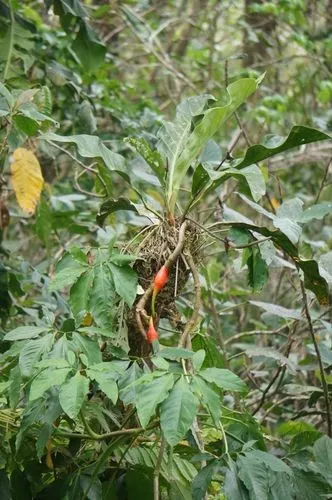 Is Arrowhead plant Poisonous