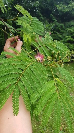 Albizia falcataria (Paraserianthes falcataria) - PictureThis