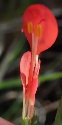 Gladiolus cunonius