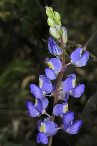Coulter's lupine