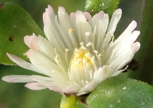 Mesembryanthemum aitonis