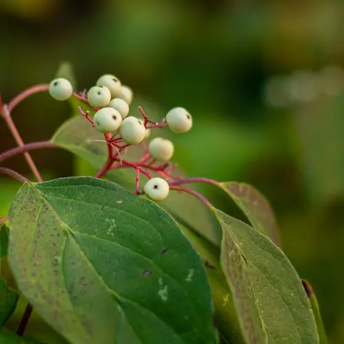 son árboles de cornejo de rápido crecimiento
