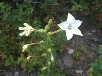 indian tobacco lewis and clark Indian tobacco (Nicotiana quadrivalvis) indian tobacco lewis and clark Indian tobacco (Nicotiana quadrivalvis)