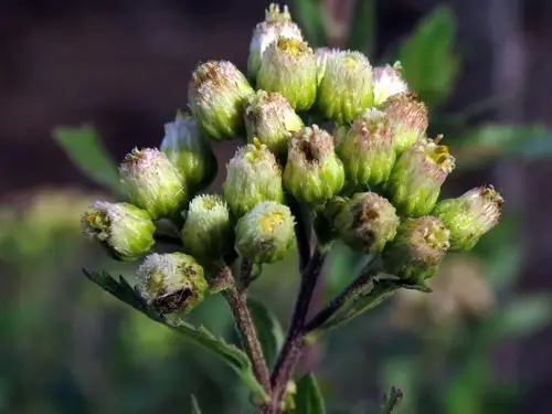 Nidorella ivifolia