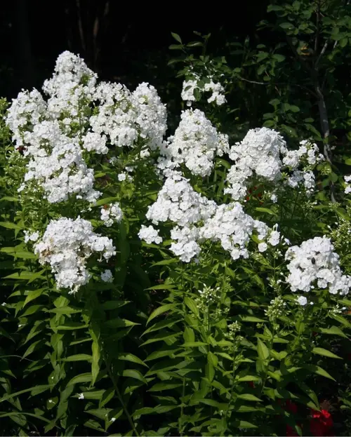 Garden phlox 'White Admiral'