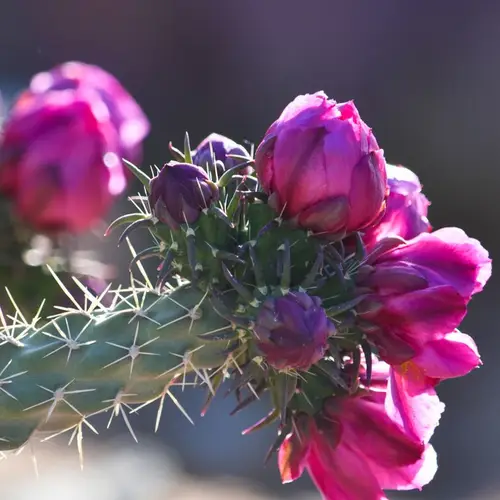 Cactus Spinosissimo