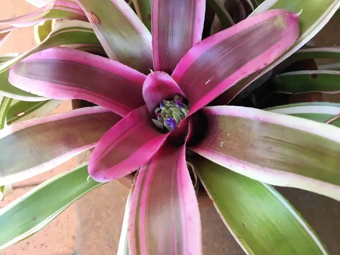 Blushing Bromeliad