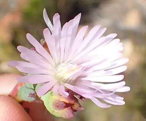 Lampranthus swartbergensis