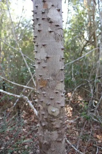Erythrina madagascariensis