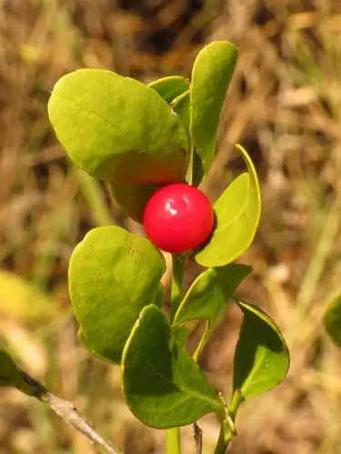 Maidenberry