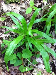 Where To Place Seersucker sedge In Feng Shui? (Characteristics ...