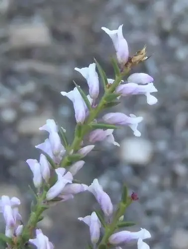 Juniper purplegorse