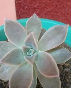 How to Grow and Care for Ghost plant