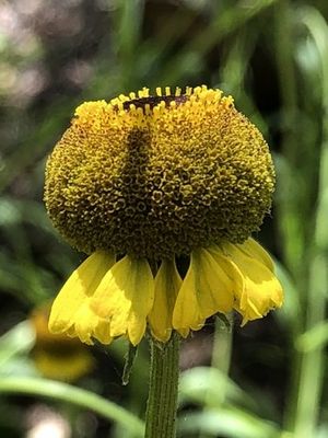 Rosilla - Helenium puberulum (Taxonomía, Características, Flor, Imágenes)