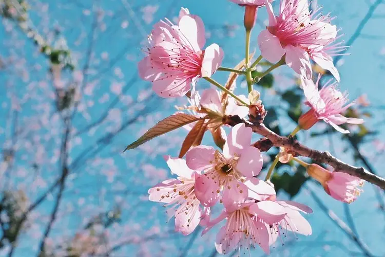 高盆櫻桃