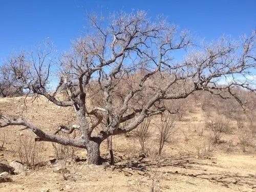 Arizona white oak