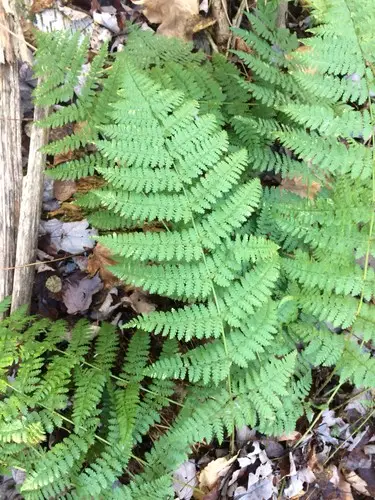 Intermediate wood fern