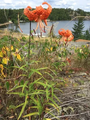 How to Grow and Care for Tiger lily