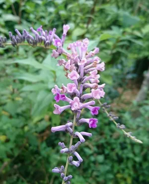 Sommerflieder (Buddleja) - PictureThis