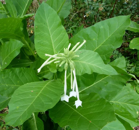 tobacco germination time Flowering Tobacco, Nicotiana sylvestris  Wisconsin Horticulture