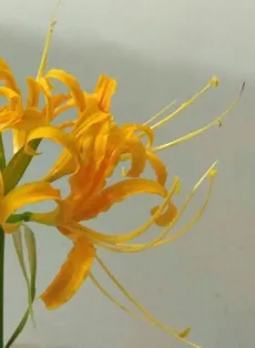 How to Grow and Care for Golden spider-lily