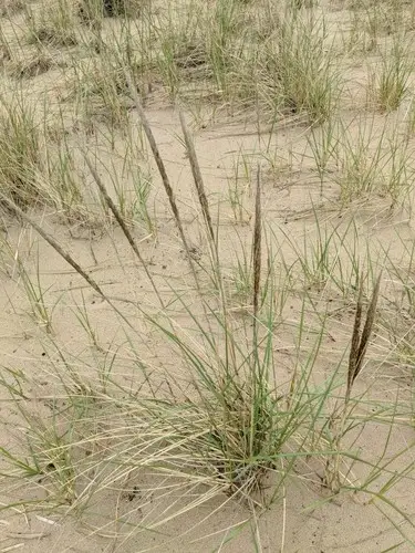 American beachgrass