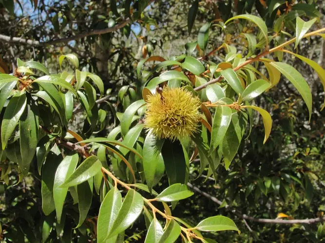 Golden chinquapin
