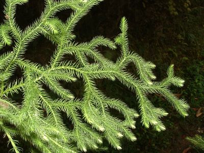 ヒカゲノカズラ　　kazu様 ヒカゲノカズラ kazu様 ヒカゲノカズラ - Wikipedia