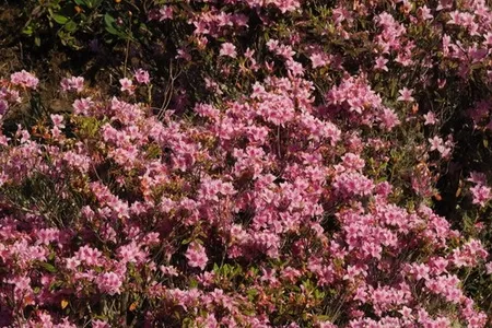 Rhododendron rubropilosum - PictureThis