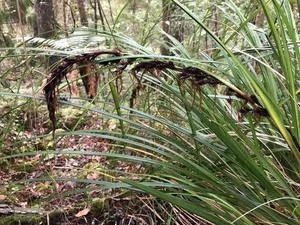 How to Propagate Gahnia procera