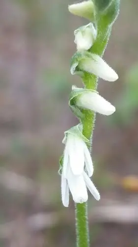Southern lady's tresses