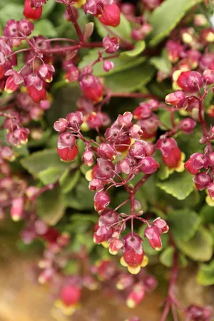 カランコエ属 'Tessa'の育て方・栽培方法