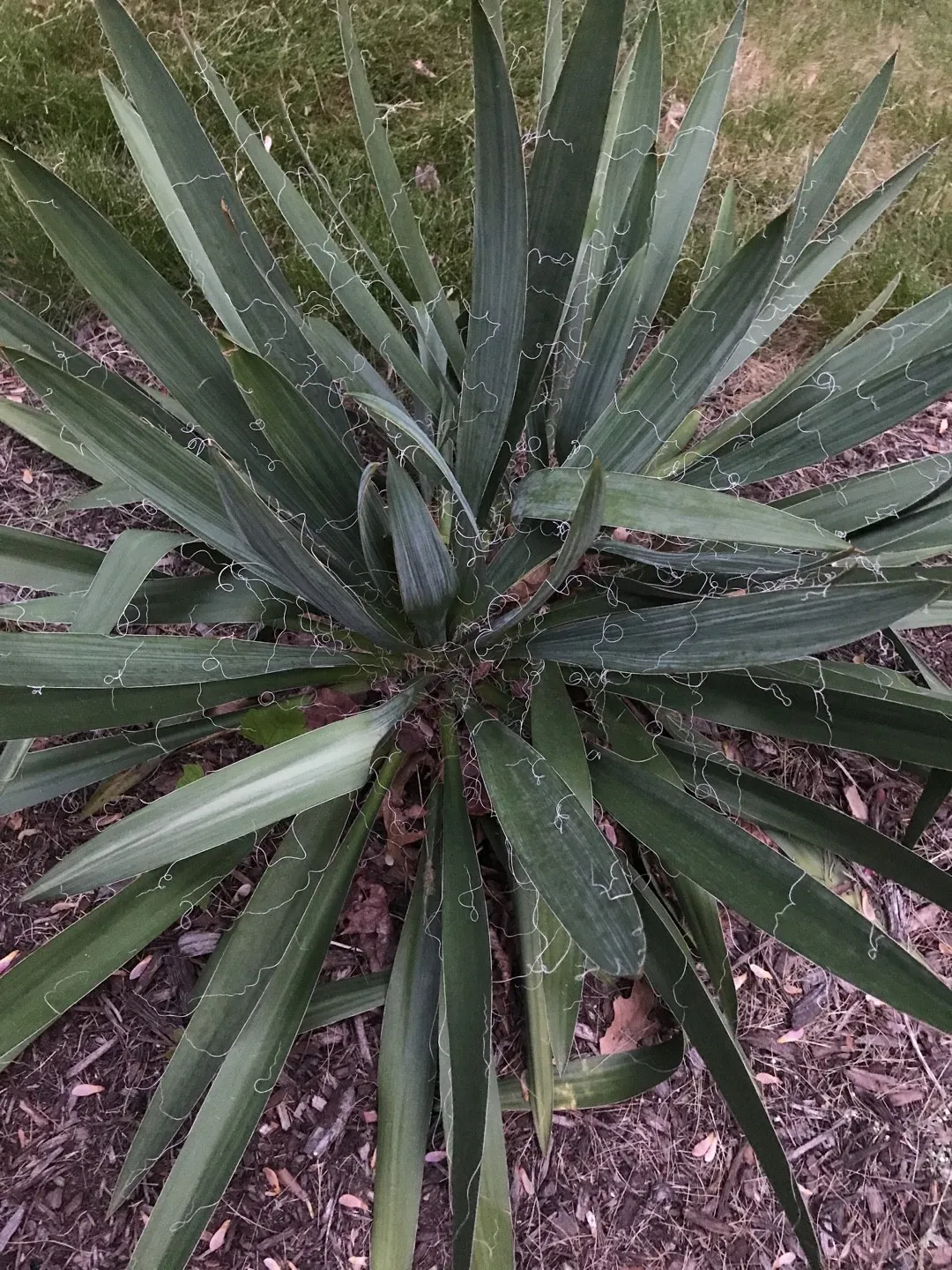 How to identify Adam's needle (Yucca filamentosa)