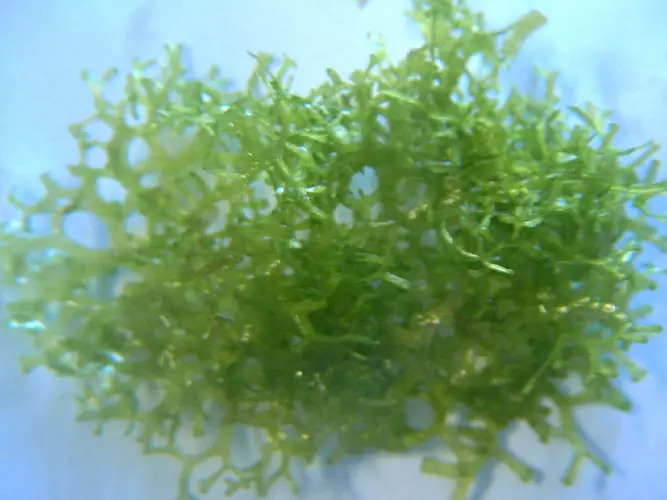 Floating crystalwort