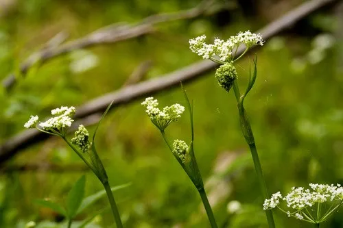 Fendler's cowbane (Oxypolis fendleri) - PictureThis