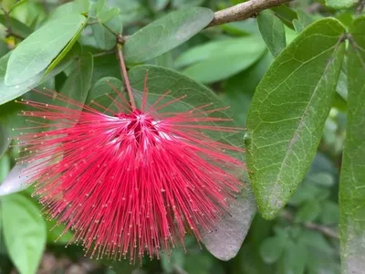 カリアンドラ　オオベニゴウカン（大紅合歓）ピンク　花木　植物 赤花のネムノキのようなオオベニゴウカン（大紅合歓） | 優しい雨