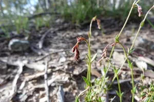 How to Propagate Common raspwort